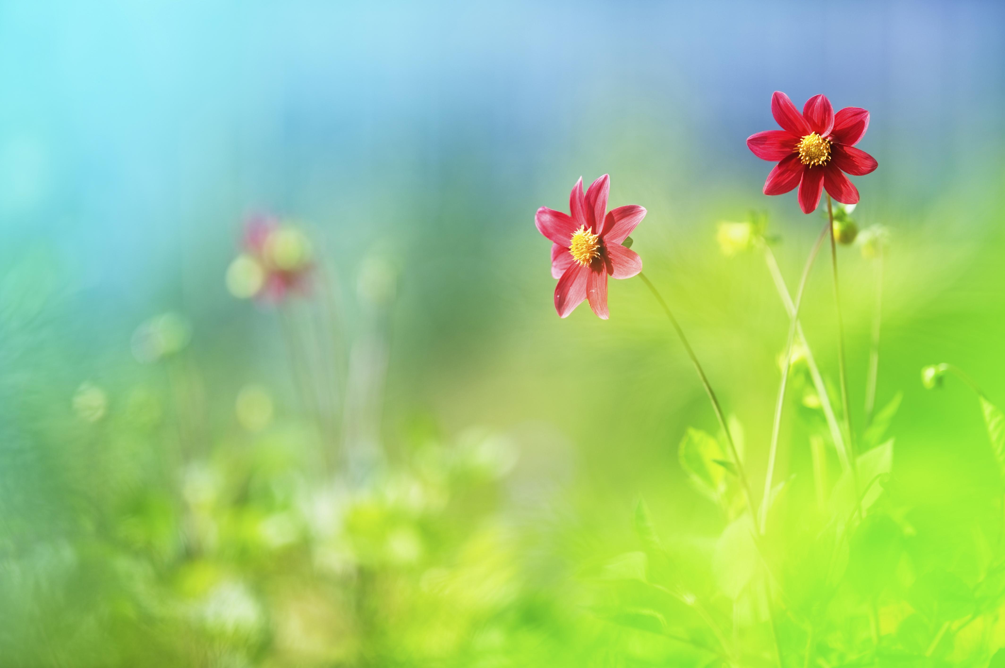 Spring Flowers